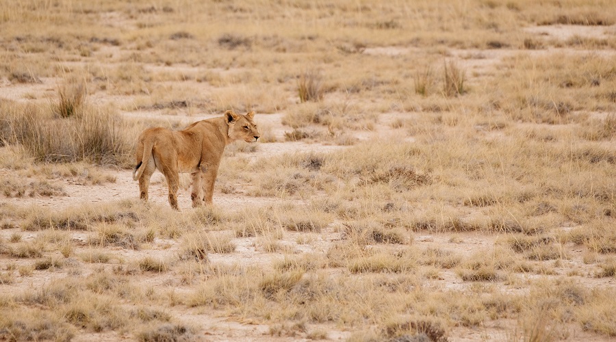 Ngorongoro Crater wildlife